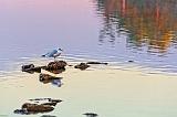 Gull On The Rocks_29758